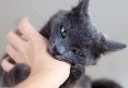 Почему кошка кусает руку, когда ее гладишь — Газета Слонімская